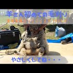 羊さん初めての毛刈り【愛知牧場ひつじフェスタ　2022.4】A young sheep was sheared for the first time.