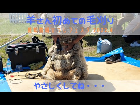 羊さん初めての毛刈り【愛知牧場ひつじフェスタ　2022.4】A young sheep was sheared for the first time.