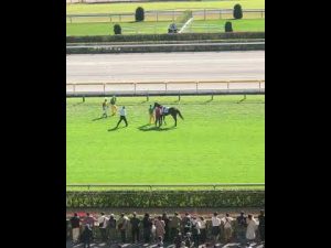誘導馬お手柄、放馬して芝コース1周した２歳新馬の捕獲に協力