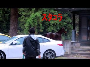 放馬した馬を見て焦る馬たち