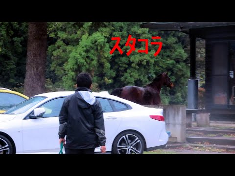 放馬した馬を見て焦る馬たち