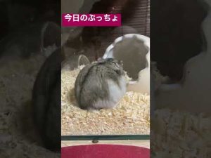 今日のぷっちょ