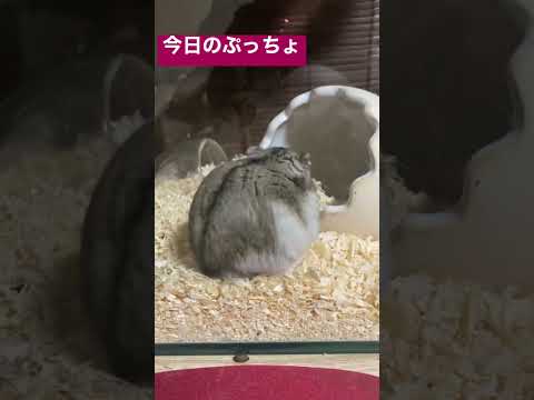 今日のぷっちょ