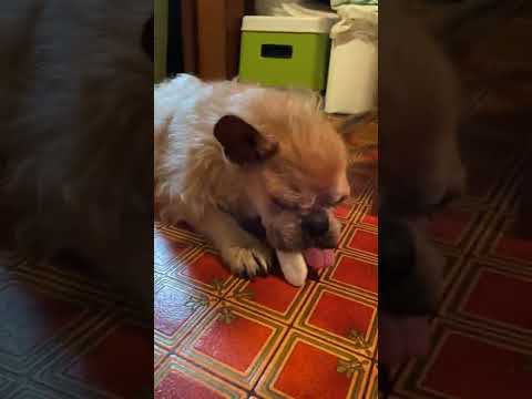 ハイハインが上顎にひっついて食べれないウージが可愛すぎる🐾°谷°