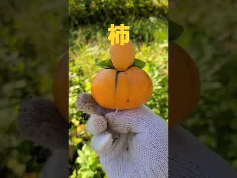 奇形の柿　（21.10.10 収穫)