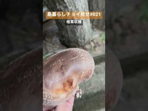 島暮らしチョイ見せ021 巨大なキノコ #shorts #愛媛 #瀬戸内 #離島 #忽那諸島 #松山 #中島 #田舎暮らし #空き家 #移住 #椎茸栽培 #けやき #巨大 #きのこ