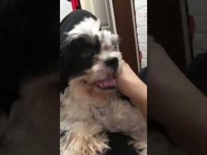 暑苦しいグレムリン　#フィリピンフィリピンフィリピン 2022年10月5日