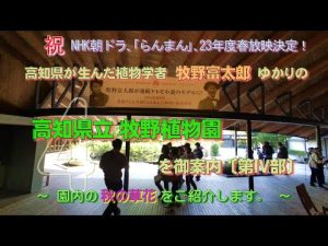 祝、NHK朝ドラ「らんまん」放映決定！ 牧野富太郎ゆかりの高知県立牧野植物園を御案内〔第Ⅳ部〕