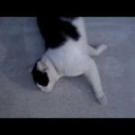 大森一樹編『ゴジラvsビオランテ』より「ヒトラーvsピウス１２世  ジジイの怪ダンスとシラタマ」(2021.11.26)