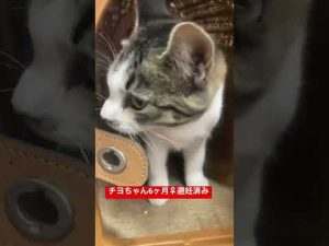 チヨちゃん避妊済み