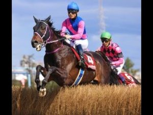 【注目馬動向】メイショウダッサイが左前脚の繋靭帯（けいじんたい）炎を発症 飯田祐調教師「年内は無理ですね」|Top News