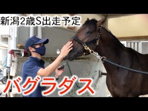 新潟２歳ステークス出走予定のバグラダス