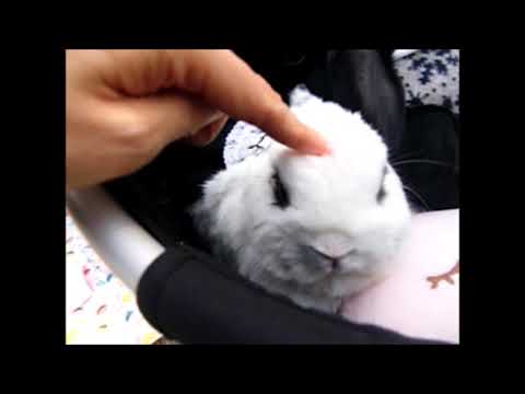 うさフェスタ2021秋１日目　Cute Bunnies Festival in Yokohama