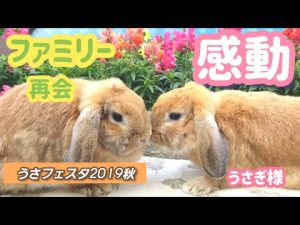 うさぎ様【No,5】うさフェスで感動のファミリー再会！やっぱり兄妹似てるよね！
