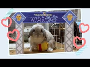【看板息子！】しっかりうさフェスの戦略にハマってしまった飼い主とそのうさぎ【ホーランドロップ】