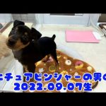 広島皆実町店　ミニチュアピンシャー　2214546