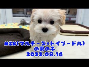 ペットプラザ広島皆実町店　マルプー　2214126