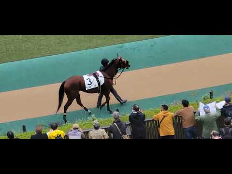 2022/11/20 東京第7R ランプロファイア パドック、返し馬の様子