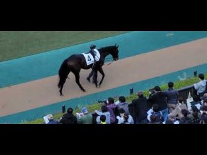2022/11/19 東京第7R 2勝クラスをテーオーステルスが優勝❗パドック、検量室前の様子