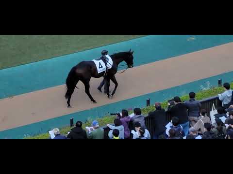 2022/11/19 東京第7R 2勝クラスをテーオーステルスが優勝❗パドック、検量室前の様子