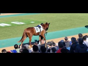2022/10/29 東京第5R 新馬戦をシャンパンカラーが優勝❗パドック、検量室前の様子