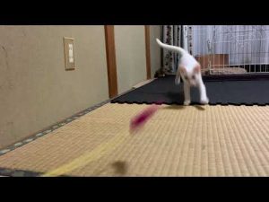 エンブラ成長日記