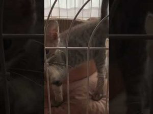 エンブラせいちょうにっき2