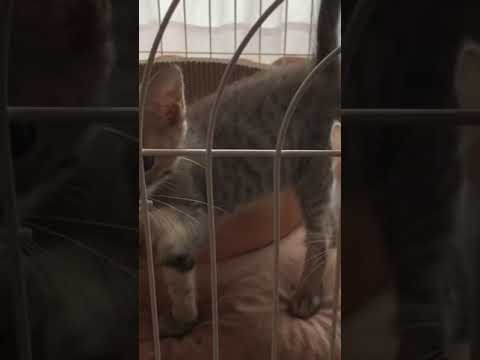 エンブラせいちょうにっき2