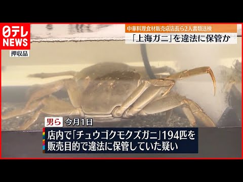 【2人を書類送検】｢上海ガニ｣194匹…販売目的で違法に保管か