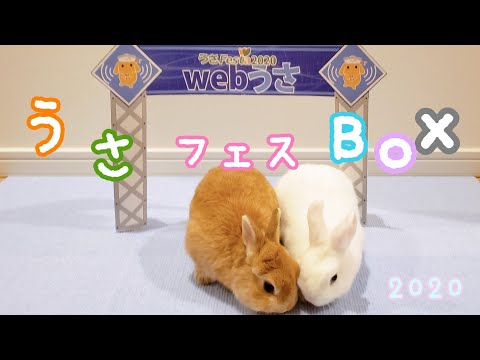 うさフェスbox 2020 うさぎ rabbit festivalbox