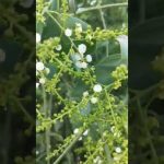 Tree#willow#oak#gree#YouTube shorts #shorts #india tour