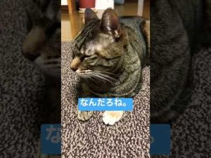 【なんだろう ねこ】#ねこのきもち #ねこのいる生活 #ねこ動画 #ねこ