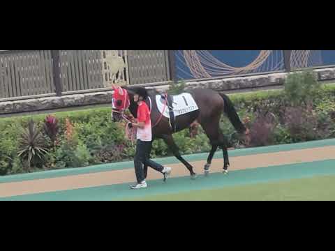2022/11/13 東京第7R アスクビックスター