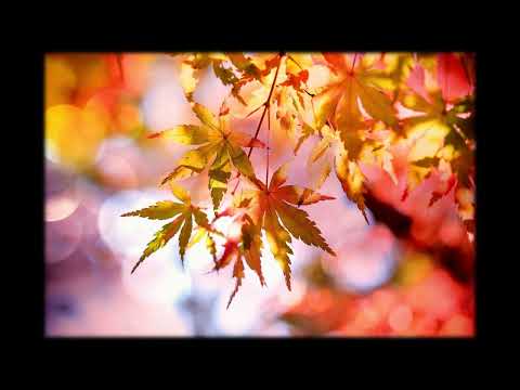 【うたってあそぼ】もみじ－橋本潮・津久井教生・田中真弓・林原めぐみ【唱歌】