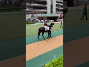 ワンタッチでゴーシェナイトを整えるレーン　#shorts