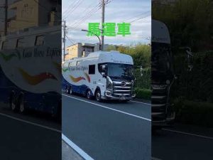 菊花賞の日　馬運車　#shorts