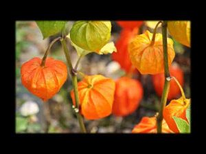 【うたってあそぼ】ちいさい秋みつけた－橋本潮＆津久井教生【童謡】