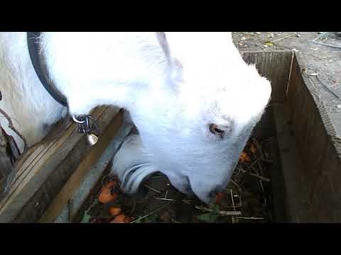 あおい君とどんぐり