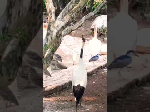 Flamingo Bird #zoo #aquarius #birds #flamengo #loud  #sound #park #entertainment #enjoy