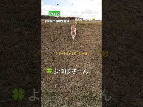 🍀よつば日記🐈(18歳♀) 慢性腎不全ステージ4猫の日記