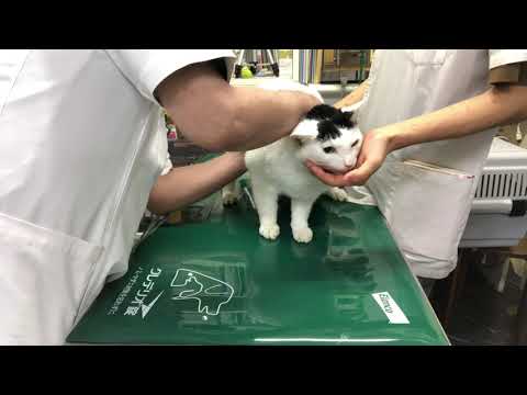 ①慢性腎臓病、脱水、貧血、13歳、日本猫のだいちゃんの診察、体重4700g、お話