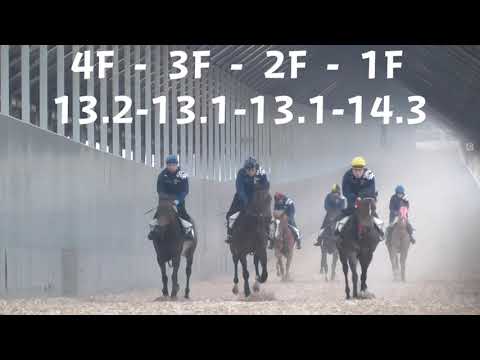 【株式会社エクワインレーシング】アジアノジュンシン 調教 坂路 2020/5/2撮影【調教動画】