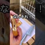 パン活動#パン#キャンプ飯 #薄皮#アンパン