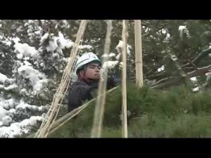 「大雪」暦通りに積雪　南昌荘で“雪つり”＜岩手・盛岡市＞ (22/12/07 11:57)