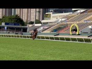 12月8日　サリオス調教動画(沙田競馬場)
