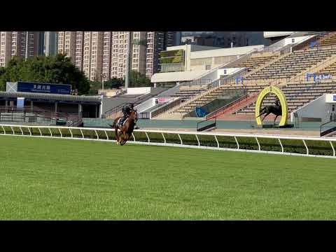 12月8日　サリオス調教動画(沙田競馬場)