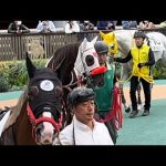 【ゴールドシップ産駒】カヨウネンカとマイネルヒッツェの2ショットを撮っていたらクラスの陽キャ的ノリで映り込んできたマイネルクリソーラ