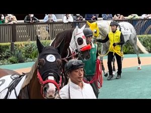 【ゴールドシップ産駒】カヨウネンカとマイネルヒッツェの2ショットを撮っていたらクラスの陽キャ的ノリで映り込んできたマイネルクリソーラ