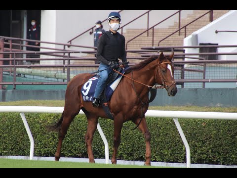 12月7日 サリオス調教動画(沙田競馬場)