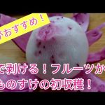 今年は大成功！フルーツカブのもものすけを収穫しました！